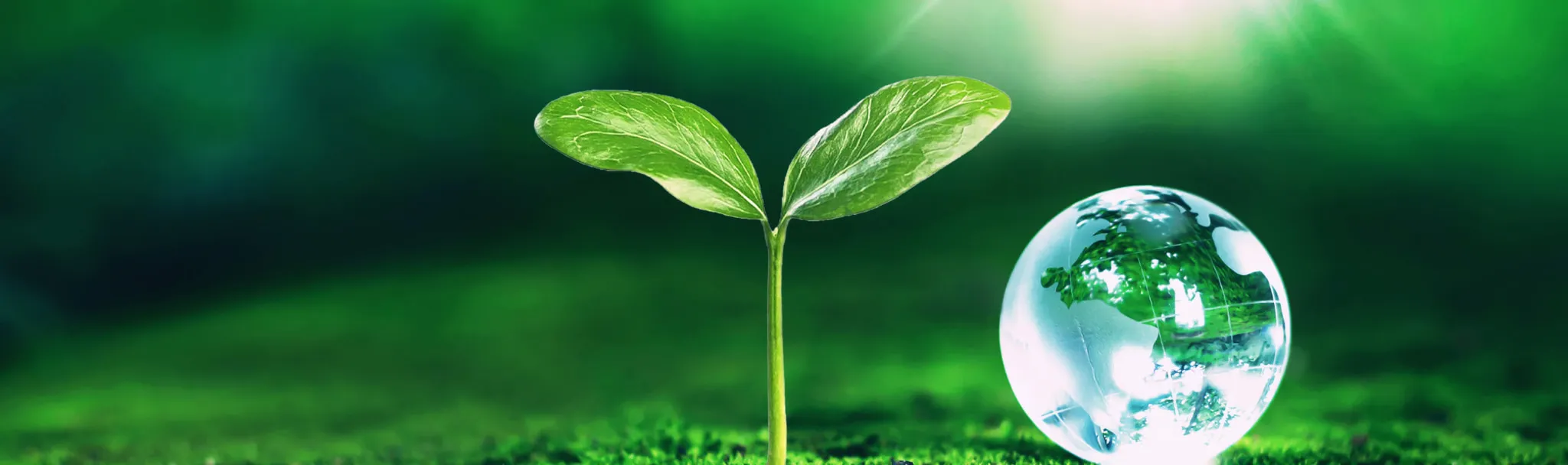 緑の背景で芽吹く双葉とガラスの地球（環境配慮のイメージ）